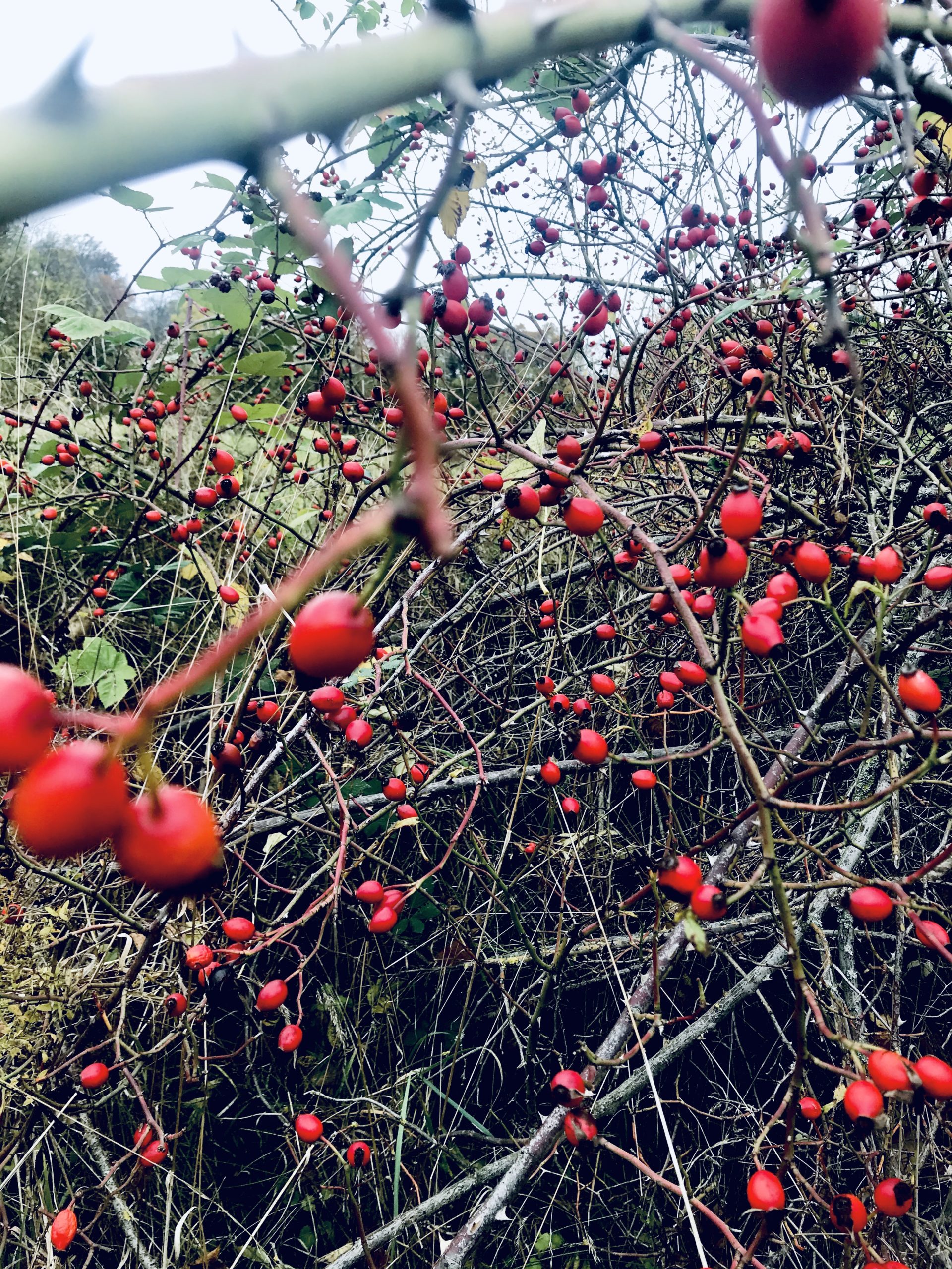 LECKER IM... November: Hagebutten – Adebars Töchter